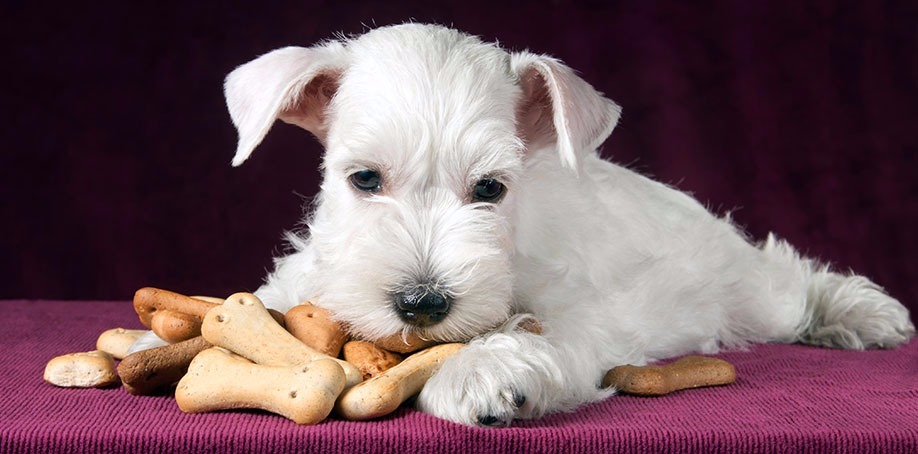 Gorgeous white puppy laying with his dog biscuits